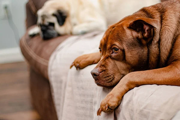Dois Filhotes Cachorro Descansando Sofá — Fotografia de Stock