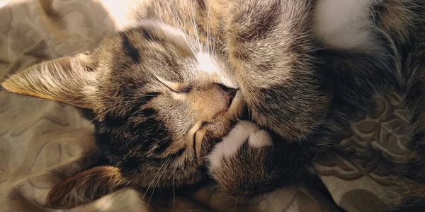 一只胖胖的小猫咪的特写 猫在阳光下睡在家里 — 图库照片