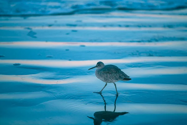 青い時間には鳥が浜辺を歩いている — ストック写真