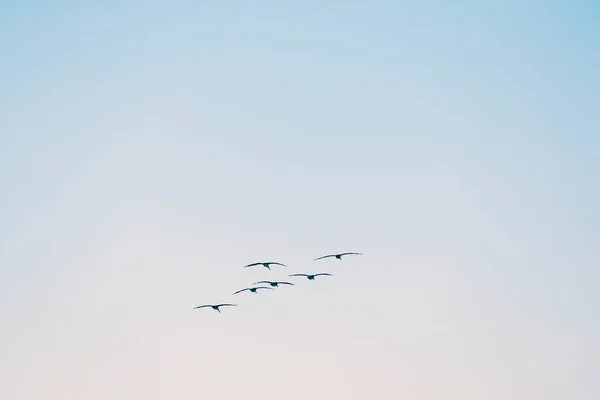 鳥は朝の空を飛ぶ — ストック写真