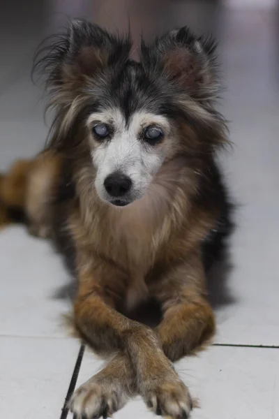 Retrato Cão Cão Adulto Cão Cego — Fotografia de Stock