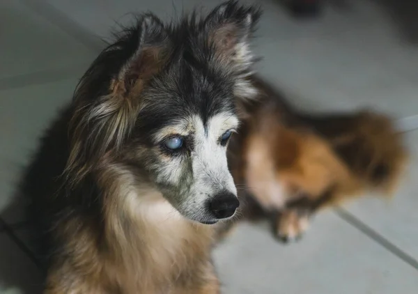 Retrato Cão Cão Adulto Cão Cego — Fotografia de Stock