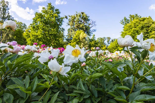 Bush White Peonies Blooms Garden Paeonia Suffruticosa — Stockfoto