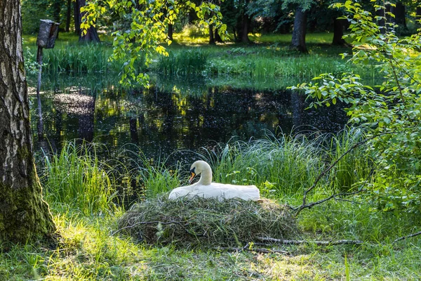Labuť Sedí Vejcích Svém Hnízdě Poblíž Rybníka Městského Parku — Stock fotografie