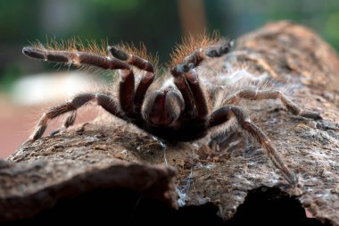 Tarantula örümceği saldırmaya hazır.