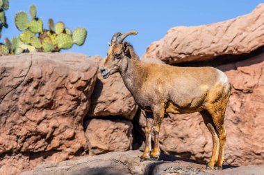 Sonora Çölü 'nün etrafında dolaşan bir keçi.