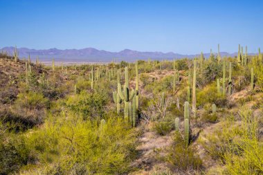 Çölün yürüyen patikasından destansı manzara