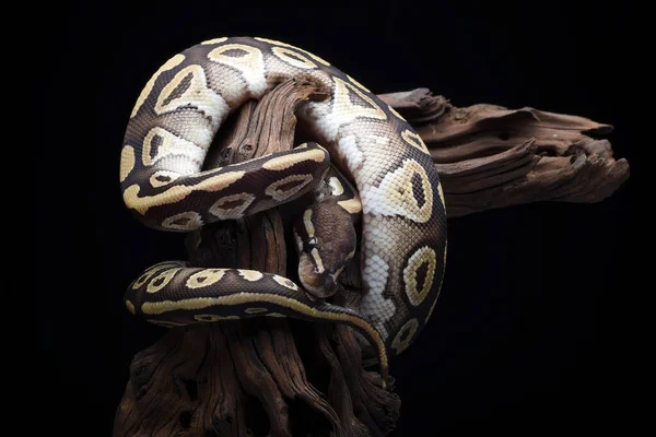 stock image Ball phyton with beautiful skin pattern coiled on the tree branch