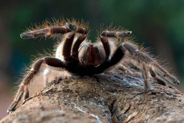 Αράχνη Ταραντούλα Έτοιμη Επιτεθεί — Φωτογραφία Αρχείου