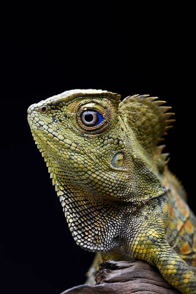 Forest Dragon Lizard Black Background — Stock Photo, Image
