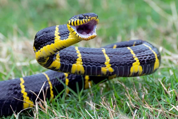 Dühös Aranygyűrűs Macska Kígyó Próbál Támadni — Stock Fotó