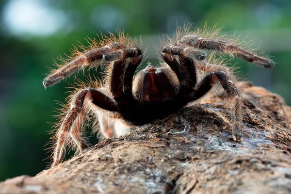 Tarantula Pavouk Připraven Útoku — Stock fotografie