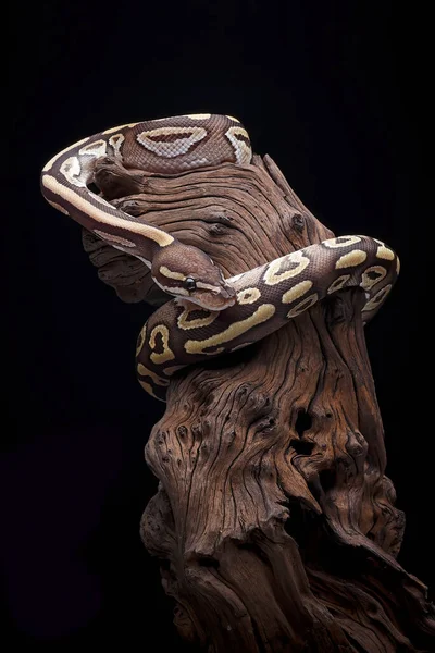 美しい肌のパターンを持つボールフィトン木の枝にコイル状 — ストック写真