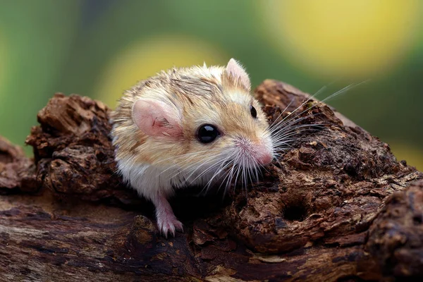 Stock image Close-up photo of Fat tailed gerbil (Pachyuromys duprasi)