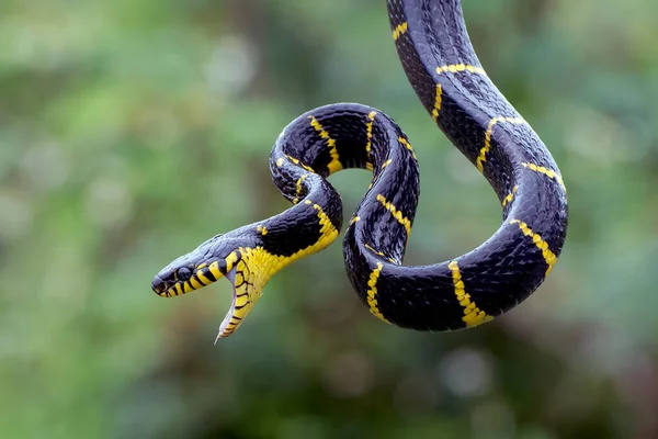 Colère Contre Serpent Chat Anneau Essayant Attaquer — Photo