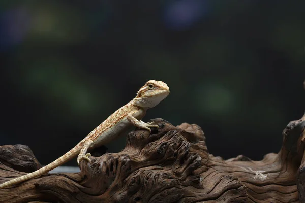 Портрет Бородатого Дракона Ящірка — стокове фото