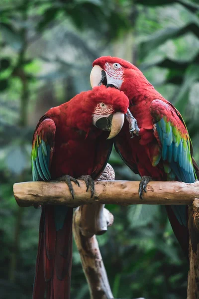 Green Winged Macaw Parrots Exotic Birds — стокове фото