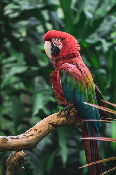 Pájaro Guacamayo Alas Verdes Animal Exótico — Foto de Stock