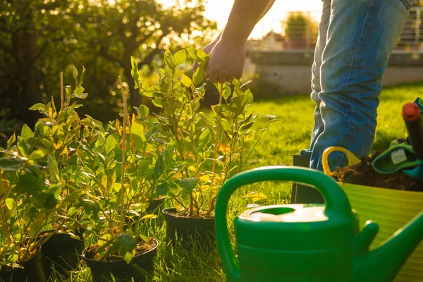 stock image Man blueberry planting.Blueberry bushes in the hands of a man