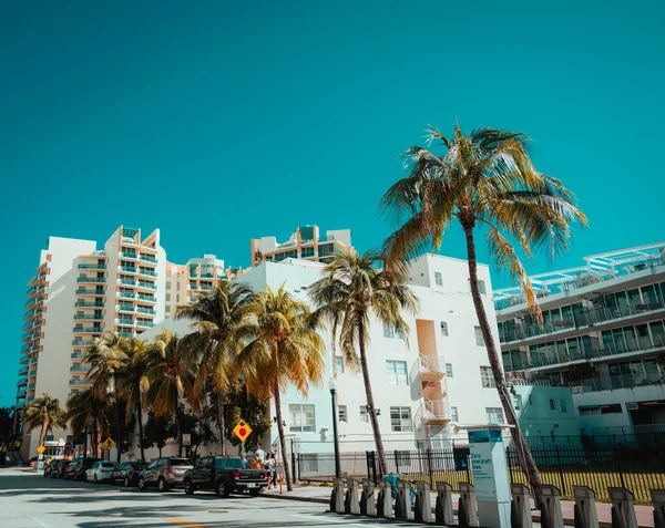 Strand Fákkal Utca Nyár Miami Beach — Stock Fotó