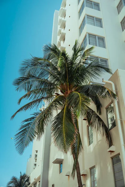 Palm Trees City Miami Beach — Stock Photo, Image