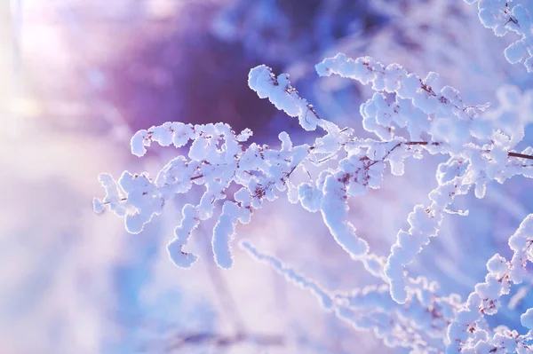 Όμορφο Χειμερινό Τοπίο Ένα Πεδίο Από Λευκό Χιόνι Και Ένα — Φωτογραφία Αρχείου
