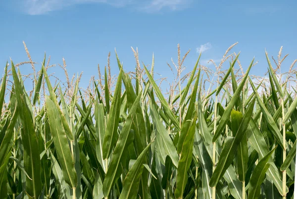 Kukorica Mezőn Egy Napsütéses Napon — Stock Fotó