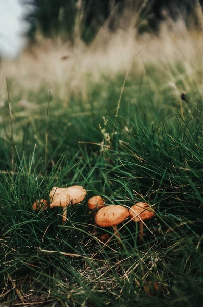 Mushrooms Hiding Tall Grass — Stock Photo, Image