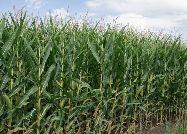 Kukorica Mezőn Egy Napsütéses Napon — Stock Fotó