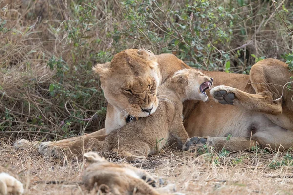 lion cubs playing with mother