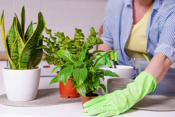 Woman Hand Close Transplanting Home Plants — Stock Photo, Image