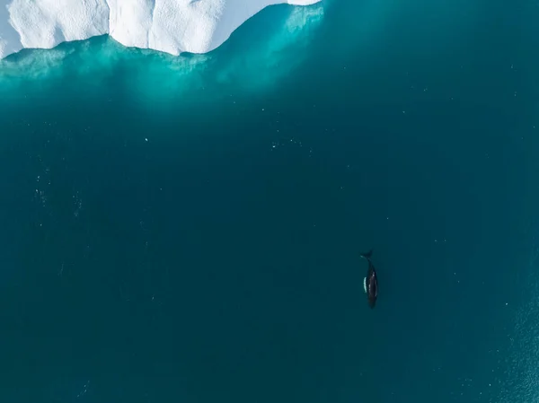 Ballenas Jorobadas Cerca Icebergs Desde Vista Aérea —  Fotos de Stock