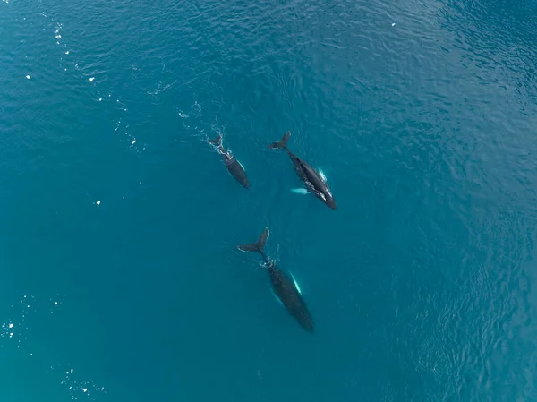 Humpback family whales near icebergs from aerial view