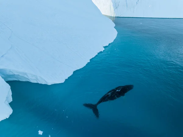 stock image Humpback whales near icebergs from aerial view