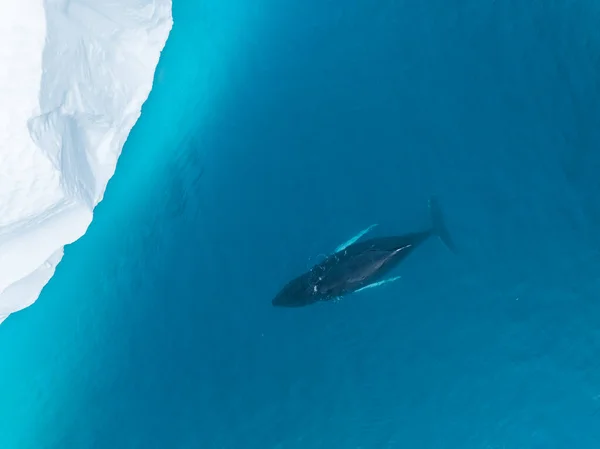 Humpback Whales Icebergs Aerial View — Stock Photo, Image