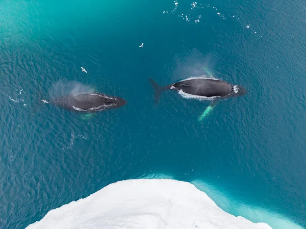 Humpback whales near icebergs from aerial view