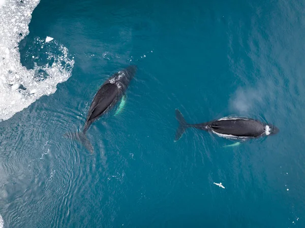 Kambur Balinalar Buzdağlarının Yakınındaki Havadan Görülebilirler — Stok fotoğraf