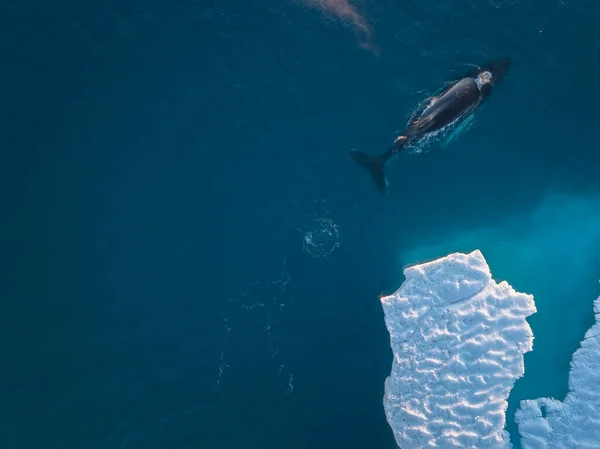 Humpback whales near icebergs from aerial view