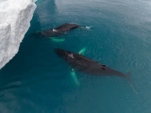 从空中看冰山附近的座头鲸 — 图库照片