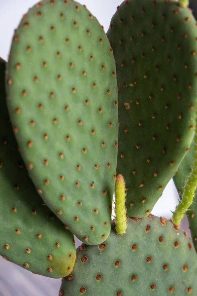Λεπτομέρεια Του Φυτού Opuntia Cactus Παχύρευστο Φυτό Γλάστρα Στο Τραπέζι — Φωτογραφία Αρχείου