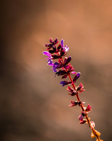 Belle Fleur Dans Une Prairie Couleur Pourpre — Photo