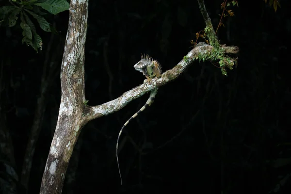 Green Iguana Branch Rainforest — Stock Photo, Image