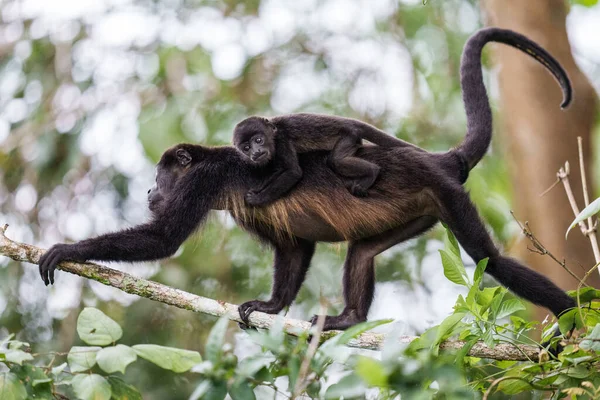 Mantled Howler Monkey Dzieckiem Jazdy Plecach — Zdjęcie stockowe