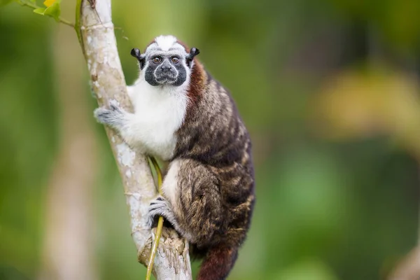 Geoffroys Tamarin Monkey Portrait Panama — Stockfoto