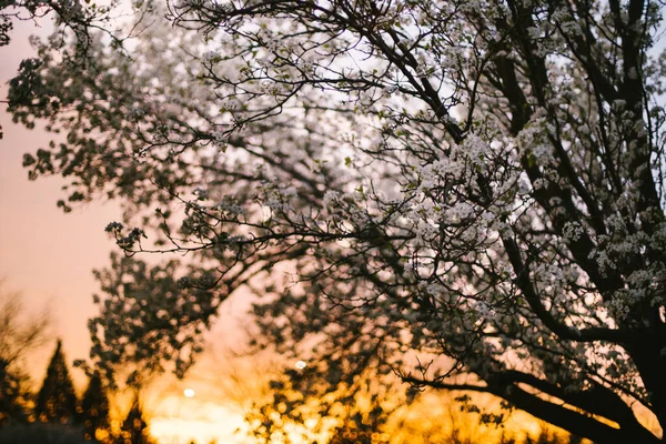 Beyaz Bahar Çiçekleri Ağaçta Turuncu Pembe Günbatımında — Stok fotoğraf
