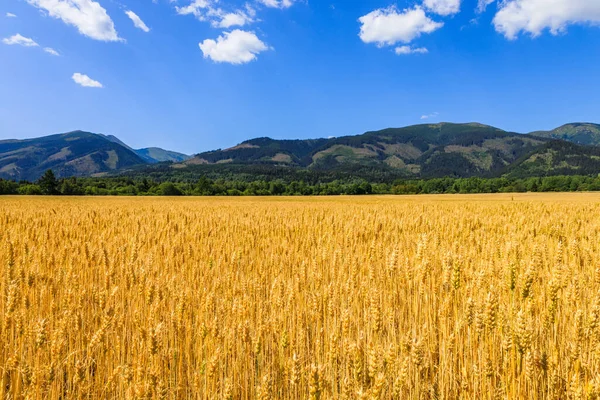 Gold Wheat Field Mountains Background Ripening Ears Meadow Wheat Field — Stock Photo, Image