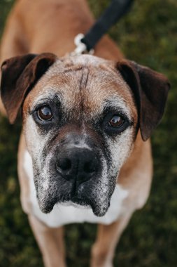 Daha yaşlı kahverengi bir boksör köpeğinin fotoğrafı..