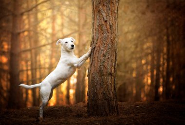 Dişi bir Jack Russell ağaca yaslanıyor..