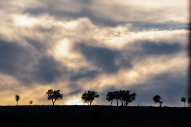 Günbatımında ağaçlarla Teksas manzarası