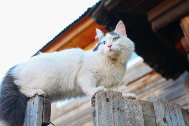 Çitin üzerinde farklı renkli gözleri olan bir kedi.